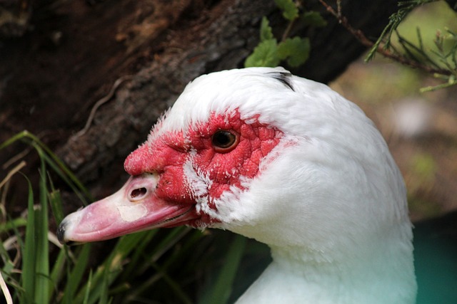 香港挑战杯壁球赛 李月珊夺亚军.